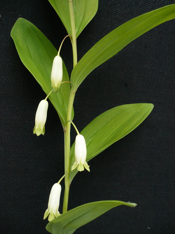 Изображение особи Polygonatum odoratum.
