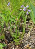 Polygala comosa. Цветущее растение. Татарстан, г. Бавлы. 06.06.2012.