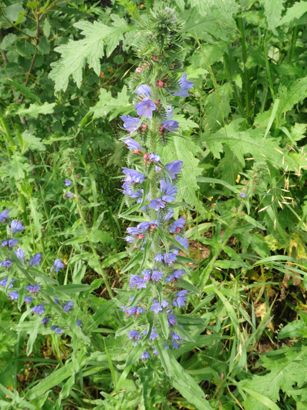 Изображение особи Echium vulgare.