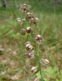 Epipactis helleborine. Соцветие. Черноморское побережье Кавказа, щель Прасковеевкая, тропа по гребню приморского склона в сосновом бору. 09.06.2012.