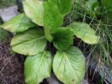 Bergenia crassifolia