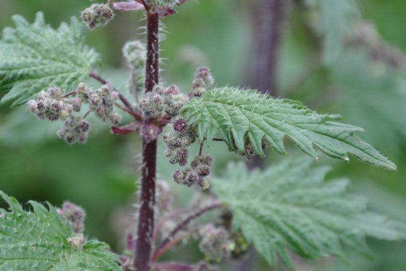 Image of Urtica pilulifera specimen.