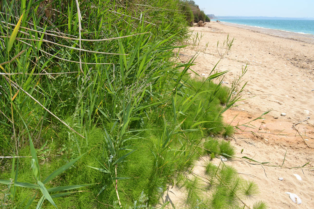 Изображение особи Equisetum telmateia.