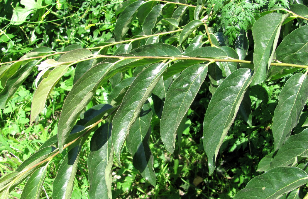 Изображение особи Diospyros lotus.