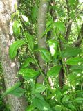 Salix myrsinifolia. Верхушки порослевых побегов и части стволов. Окр. Архангельска, окраина ивняка. 07.07.2012.