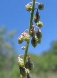 Melilotus tauricus. Часть соплодия. Южный берег Крыма, окр. пос. Малый Маяк. 18.06.2012.