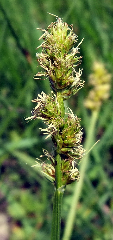 Изображение особи Carex vulpina.