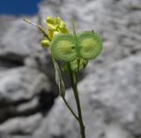 Biscutella laevigata