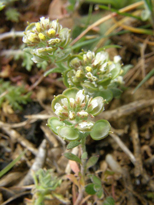 Image of Alyssum turkestanicum var. desertorum specimen.