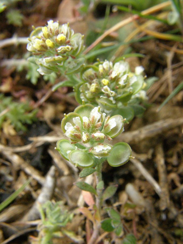 Изображение особи Alyssum turkestanicum var. desertorum.