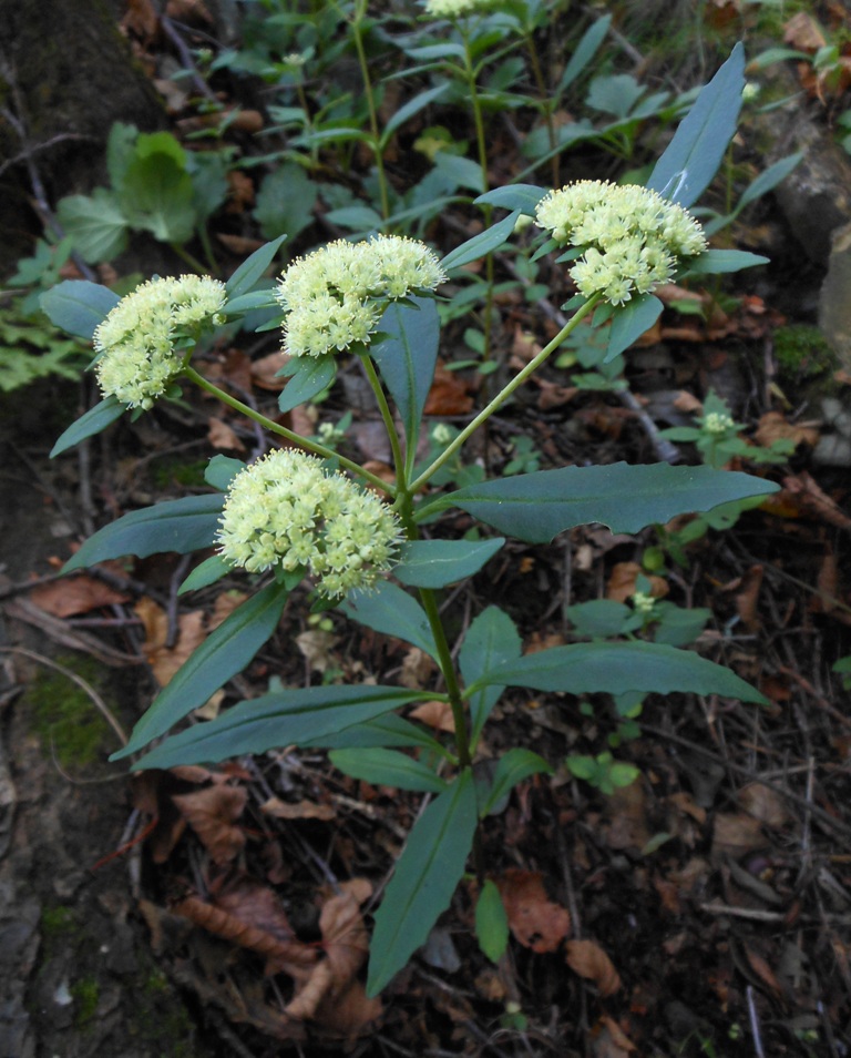 Image of Hylotelephium viviparum specimen.