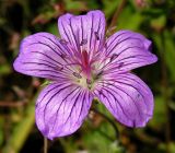 Geranium wlassovianum. Цветок. Приморский край, Спасский р-н, окр. с. Хвалынка. 26.08.2012.