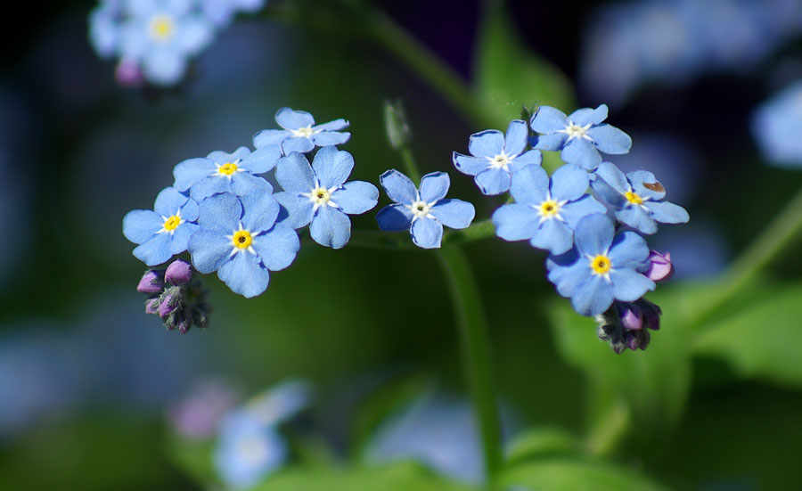 Изображение особи род Myosotis.