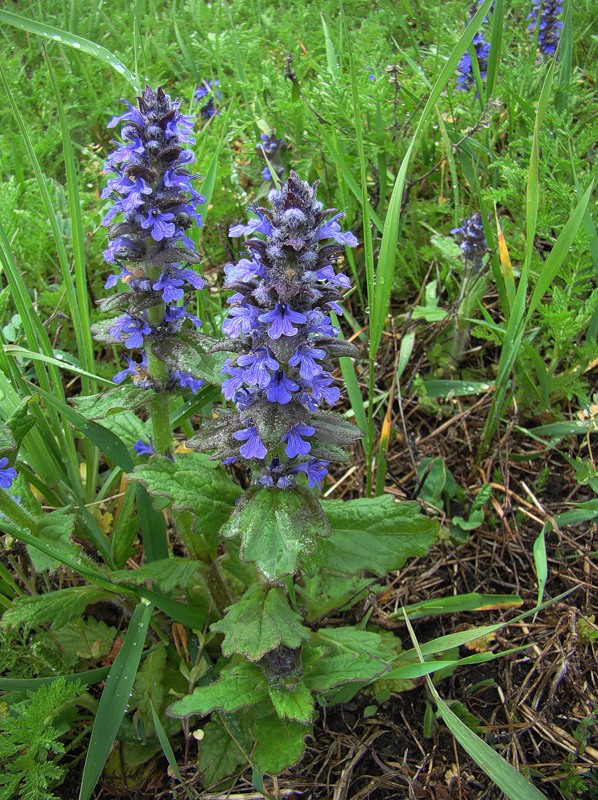 Изображение особи Ajuga genevensis.