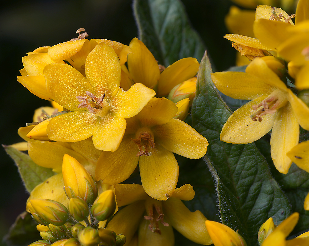 Вербейник обыкновенный Lysimachia vulgaris