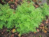 Sorbaria sorbifolia