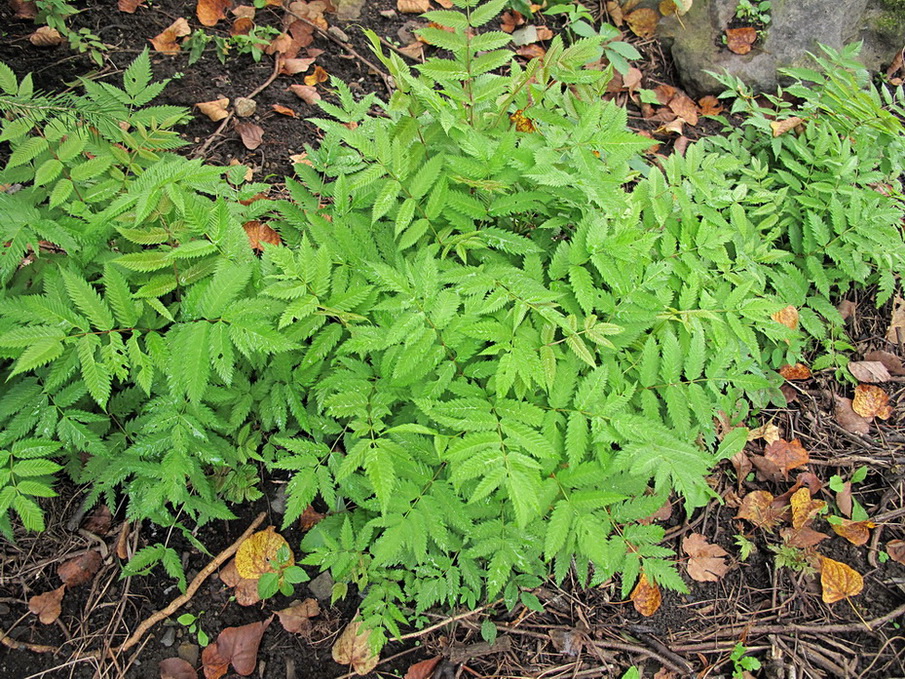 Image of Sorbaria sorbifolia specimen.