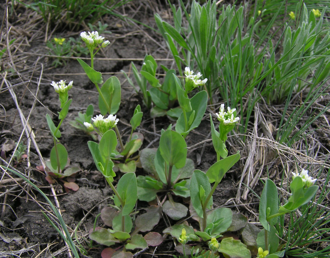 Image of Microthlaspi perfoliatum specimen.