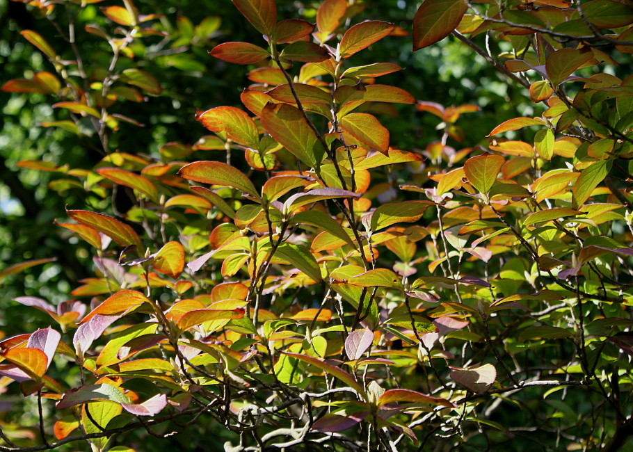 Image of Stewartia pseudocamellia specimen.