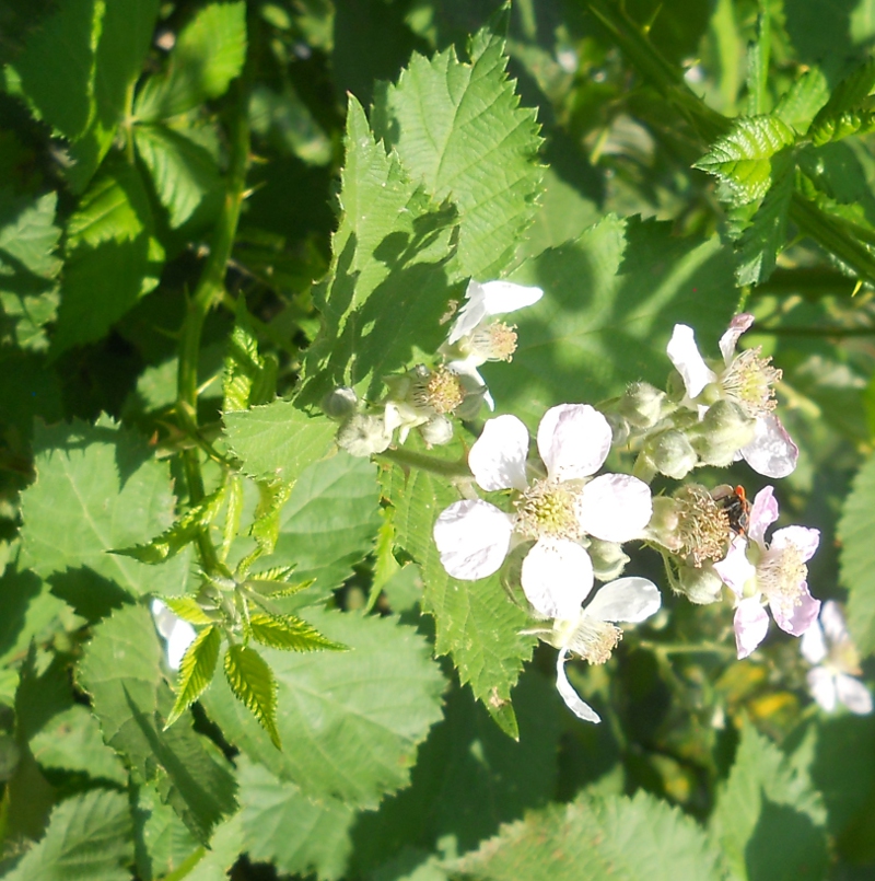 Изображение особи род Rubus.