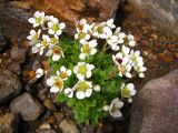 Micranthes merkii. Цветущее растение. Северные Курилы, о. Парамушир, склон влк. Эбеко. Август 2012 г.