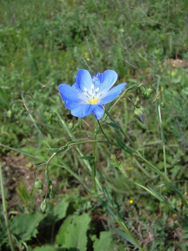 Изображение особи Linum austriacum.