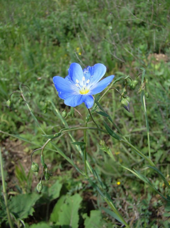 Image of Linum austriacum specimen.