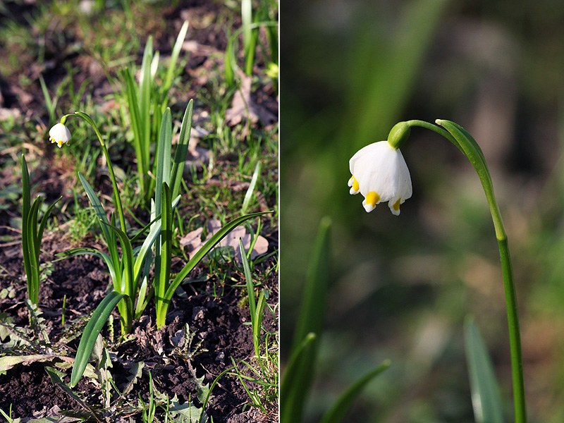 Изображение особи Leucojum vernum.