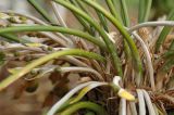 Cycas circinalis