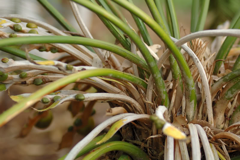 Image of Cycas circinalis specimen.