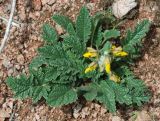 Phlomoides speciosa