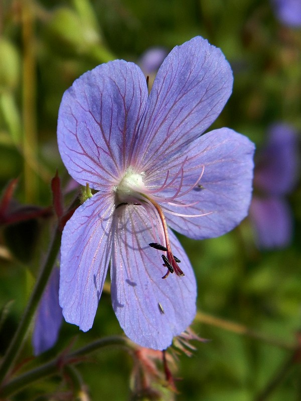 Изображение особи Geranium pratense.