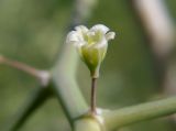 genus Asparagus