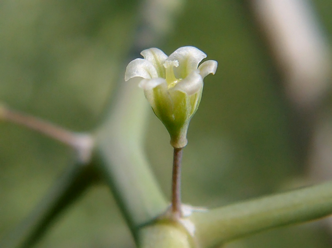 Изображение особи род Asparagus.