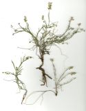 Image of taxon representative. Author is Любовь Москаленко