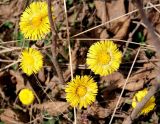 View full-size image Tussilago farfara