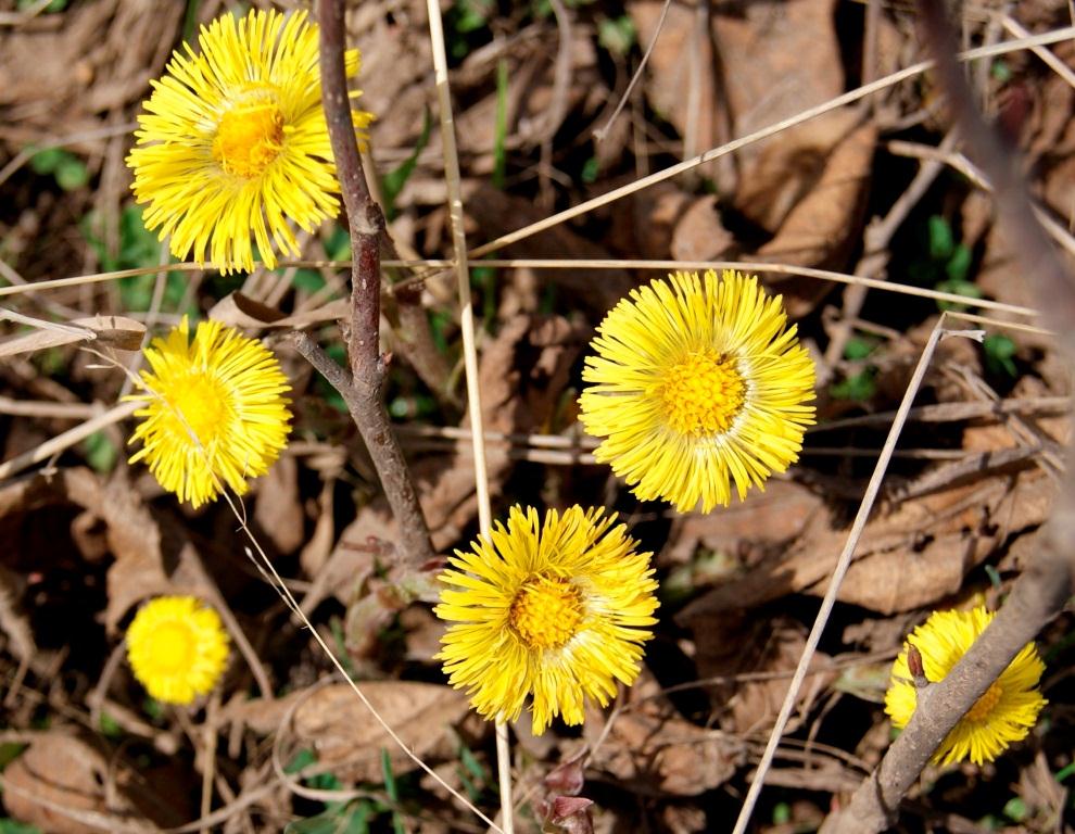 Image of Tussilago farfara specimen.