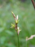 Carex brizoides