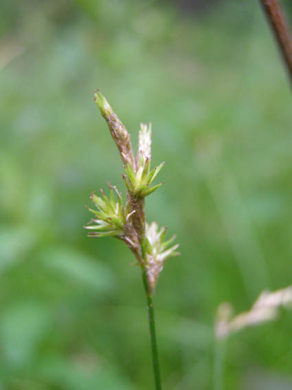 Изображение особи Carex brizoides.