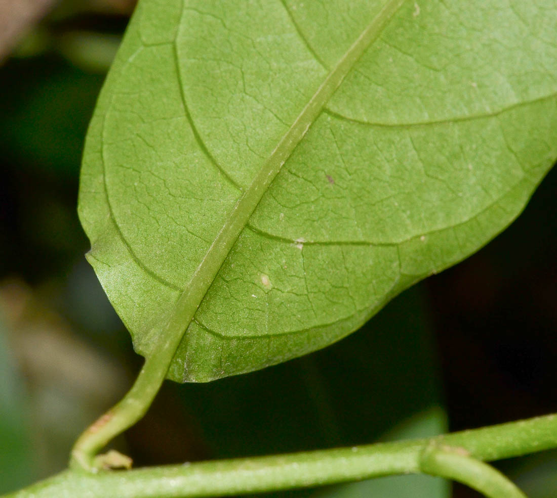 Image of Cestrum nocturnum specimen.