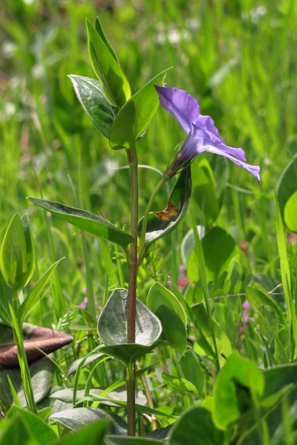 Изображение особи Vinca major.