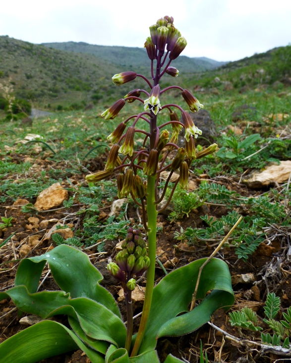 Image of Bellevalia montana specimen.