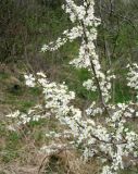 Prunus spinosa. Цветущие ветви. Ставропольский край, г. Кисловодск, Курортный парк верхний. 12.04.2013.