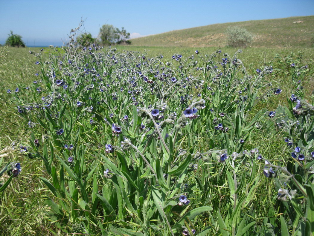 Image of Cynoglossum creticum specimen.