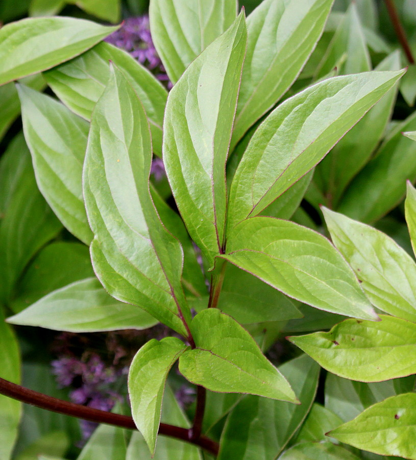 Image of Paeonia officinalis specimen.
