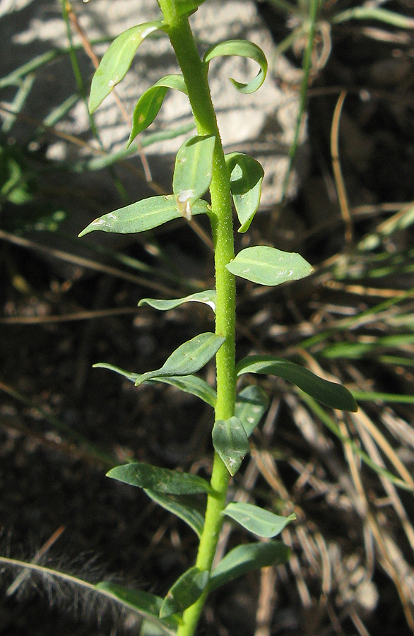 Image of Haplophyllum thesioides specimen.