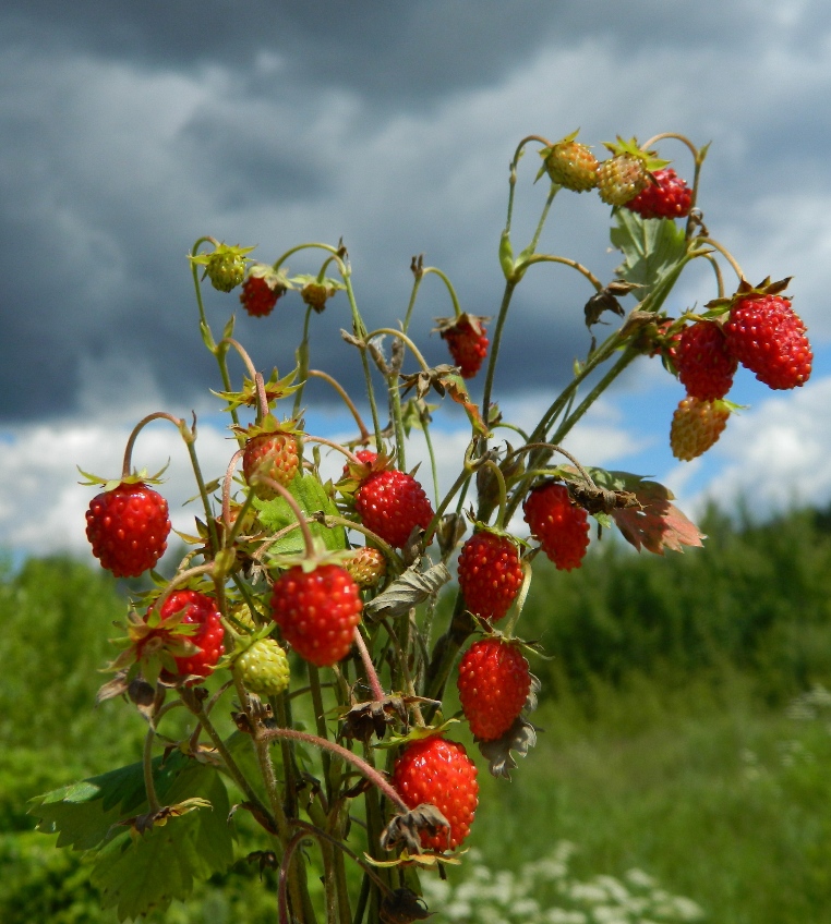 Изображение особи Fragaria vesca.