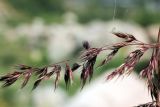 Calamagrostis pseudophragmites