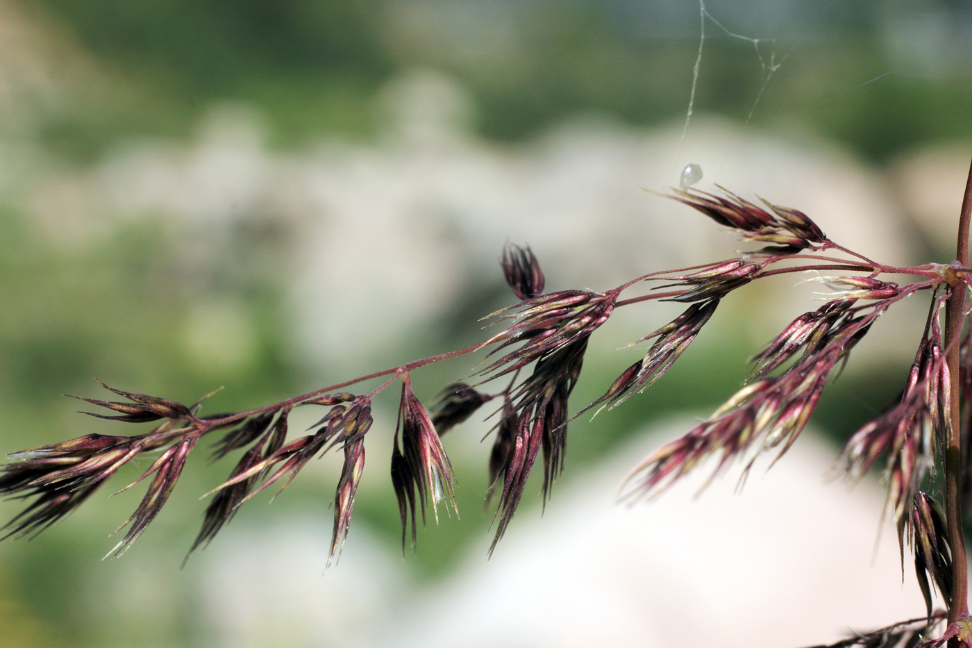 Изображение особи Calamagrostis pseudophragmites.