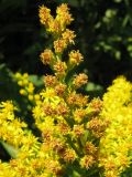 Solidago canadensis. Верхушка растения с отцветающими соцветиями. Краснодарский край, г. Крымск, заброшенный участок земли возле бывшего жилья, снесённого после наводнения 2012 г. 16.07.2013.